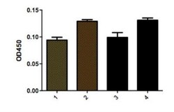 VCAM-1/CD106 Antibody (1.4C3), Novus Biologicals:Antibodies:Primary Antibodies