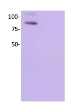 VCAM-1/CD106 Antibody (1.4C3), Novus Biologicals:Antibodies:Primary Antibodies