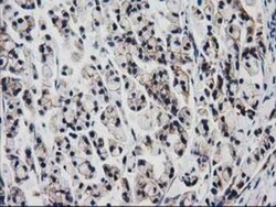 VCAM-1/CD106 Antibody (OTI3H10), Novus Biologicals 0.1 mL | Buy Online | Novus Biologicals | Fisher Scientific