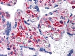 VCAM-1/CD106 Antibody (6G9) - BSA Free, Novus Biologicals 0.1mL; Unlabeled:Antibodies,