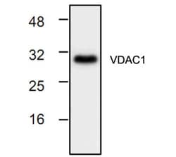 VDAC1 Rabbit anti-Human, Mouse, Rat, Bovine, Rabbit, Polyclonal, Novus