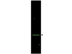 VDAC1 Antibody, Novus Biologicals 0.1mg; Unlabeled:Antibodies, Polyclonal