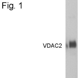 VDAC2 Antibody, Novus Biologicals 0.025 mg, Unconjugated:Antibodies, Polyclonal