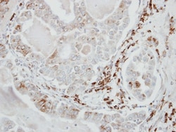 VDP p115 Antibody, Novus Biologicals 0.1mL; Unlabeled:Antibodies, Polyclonal