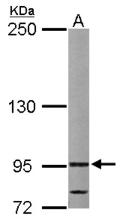 VDP p115 Antibody, Novus Biologicals 0.1mL; Unlabeled:Antibodies, Polyclonal