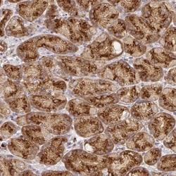 VDP p115 Antibody, Novus Biologicals 0.1mL; Unlabeled:Antibodies, Polyclonal