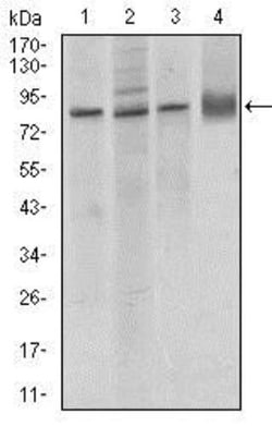 VE-Cadherin Antibody (3D5C7) - BSA Free, Novus Biologicals 0.1mL; Unlabeled:Antibodies,