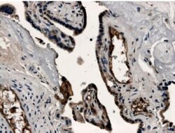 VE-Cadherin Antibody (MM0012-8A03) - Azide and BSA Free, Novus Biologicals