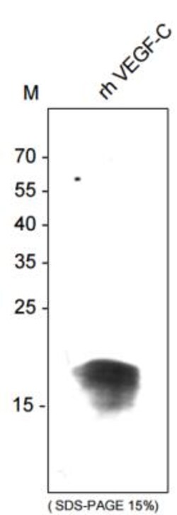 VEGF-C Antibody (107/F10) - Azide and BSA Free, Novus Biologicals:Antibodies:Primary