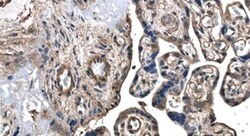 VEGF-D Antibody (MM0007-7E79) - Azide and BSA Free, Novus Biologicals:Antibodies:Primary