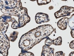 VEGF-D Antibody (MM0007-7E79) - Azide and BSA Free, Novus Biologicals:Antibodies:Primary