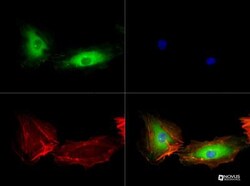 VEGFR2/KDR/Flk-1 Antibody (1B6) - BSA Free, Novus Biologicals 0.1mg; Unlabeled:Antibodies,