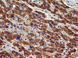 VEGFR2/KDR/Flk-1 Antibody (1B6) - BSA Free, Novus Biologicals 0.1mg; Unlabeled:Antibodies,