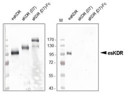 VEGFR2/KDR/Flk-1 Antibody (20I6) - Azide and BSA Free, Novus Biologicals