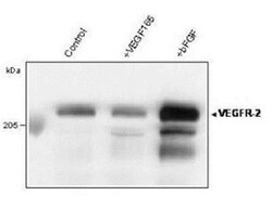 VEGFR2/KDR/Flk-1 Antibody (4H3) - Azide and BSA Free, Novus Biologicals