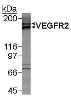 VEGFR2/KDR/Flk-1 Antibody, Novus Biologicals:Antibodies:Primary Antibodies