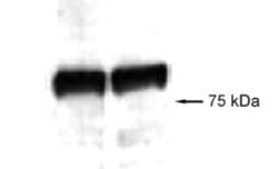 VG5Q Antibody, Novus Biologicals:Antibodies:Primary Antibodies