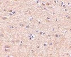 VGF Antibody - BSA Free, Novus Biologicals 0.1mg; Unlabeled:Antibodies,