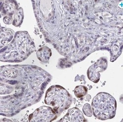 VGLL3 Antibody, Novus Biologicals 0.1mL; Unlabeled:Antibodies, Polyclonal