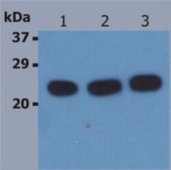 HRAS Antibody (H-Ras-03) - BSA Free, Novus Biologicals 0.1 mg | Buy Online | Novus Biologicals | Fisher Scientific