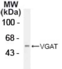 VIAAT/SLC32A1/VGAT Antibody, Novus Biologicals 0.1 mL | Buy Online | Novus Biologicals | Fisher Scientific