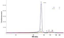 Vimentin Antibody, Novus Biologicals:Antibodies:Primary Antibodies