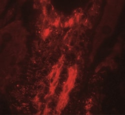Vinculin Antibody - BSA Free, Novus Biologicals:Antibodies:Primary Antibodies
