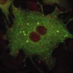 Vinculin Antibody (hVIN-1), Novus Biologicals 0.1mL; Unlabeled:Antibodies,