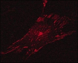 Vinculin Antibody (hVIN-1), Novus Biologicals 0.1mL; Unlabeled:Antibodies,
