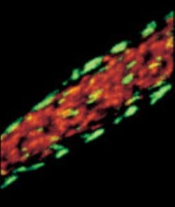 Vinculin Antibody (VIN-11-5), Novus Biologicals 0.1mL; Unlabeled:Antibodies,