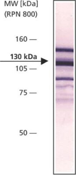Vinculin Antibody (VIN-11-5), Novus Biologicals 0.1mL; Unlabeled:Antibodies,