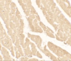 Vinculin Antibody - BSA Free, Novus Biologicals:Antibodies:Primary Antibodies