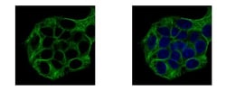 Vinexin Antibody, Novus Biologicals 0.1mL; Unlabeled:Antibodies, Polyclonal