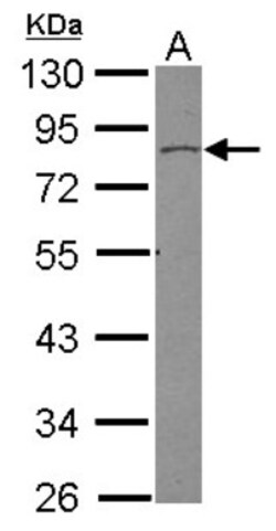 Vinexin Antibody, Novus Biologicals 0.1mL; Unlabeled:Antibodies, Polyclonal