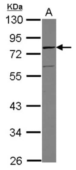 Vinexin Antibody, Novus Biologicals 0.1mL; Unlabeled:Antibodies, Polyclonal