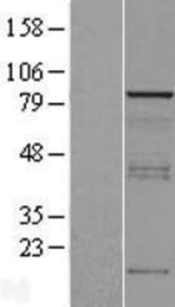 Novus Biologicals&trade;&nbsp;Vinexin Overexpression Lysate
