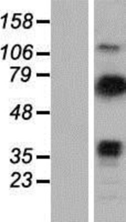Novus Biologicals&trade;&nbsp;Vinexin Overexpression Lysate