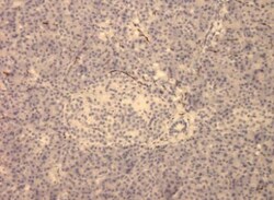 VIP Antibody (2) - BSA Free, Novus Biologicals:Antibodies:Primary Antibodies