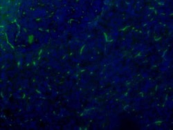 VIP Antibody (2) - BSA Free, Novus Biologicals:Antibodies:Primary Antibodies