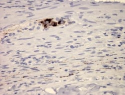 VIP Antibody (2) - BSA Free, Novus Biologicals:Antibodies:Primary Antibodies