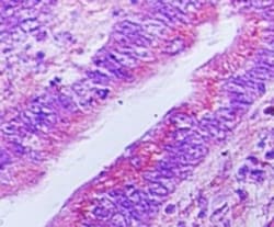 Viperin Antibody, Novus Biologicals:Antibodies:Primary Antibodies