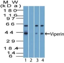 Viperin Antibody, Novus Biologicals:Antibodies:Primary Antibodies