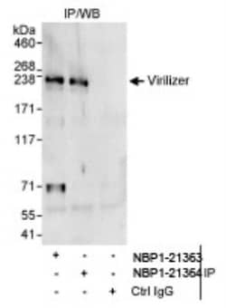 Virilizer Antibody, Novus Biologicals 0.1mg; Unlabeled:Antibodies, Polyclonal