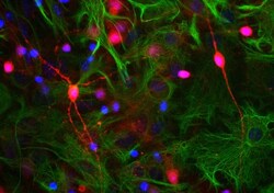 visinin-like 1 Antibody, Novus Biologicals 0.1mL; Unlabeled:Antibodies,