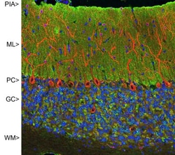 visinin-like 1 Antibody (2D11), Novus Biologicals:Antibodies:Primary Antibodies
