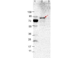 VlsE Antibody, Novus Biologicals 0.1mg; Unlabeled:Antibodies, Polyclonal