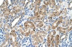 VMA21 Antibody, Novus Biologicals 20&mu;L; Unlabeled:Antibodies, Polyclonal