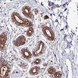 VMO1 Antibody, Novus Biologicals:Antibodies:Primary Antibodies