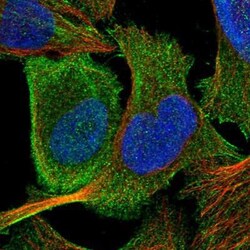 ACRC Antibody, Novus Biologicals:Antibodies:Primary Antibodies