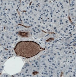 Von Willebrand Factor Antibody (CL1950), Novus Biologicals:Antibodies:Primary